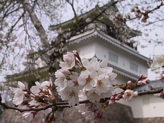 悠久山公園