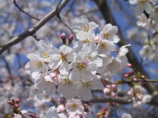 photo-040328-1