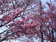 photo-050327-3