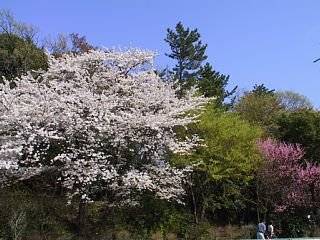 photo-050409-3