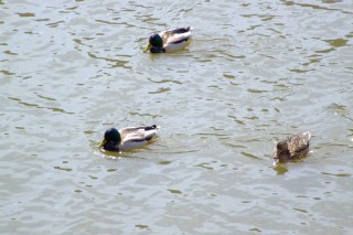 photo-080329-5