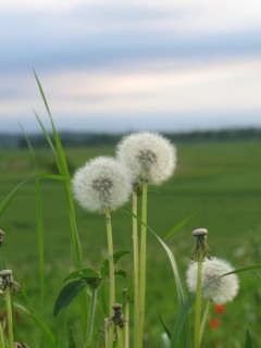 photo-080503-3