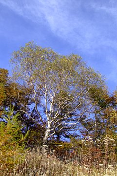 photo-081011-3