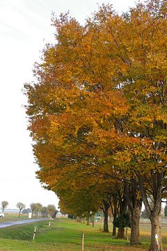 photo-081116-3