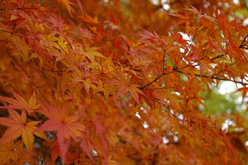 photo-081116-6