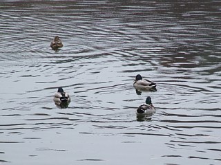 photo-081116-7