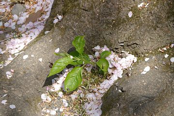 photo-090411-6