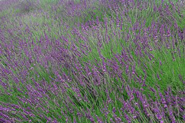 photo-090621-6