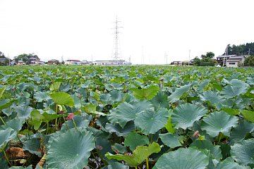 photo-090809-2