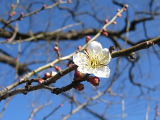photo-100130-5