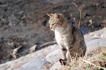 photo-100228-3