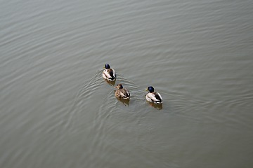 photo-100228-4