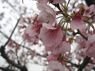 photo-100328-3