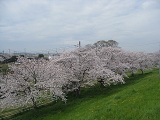 photo-100411-3