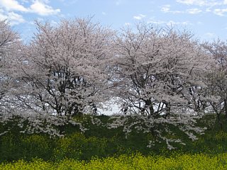 photo-100411-6
