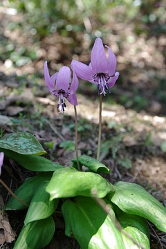 photo-100425-3