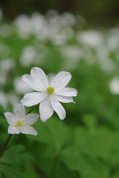 photo-100430-3