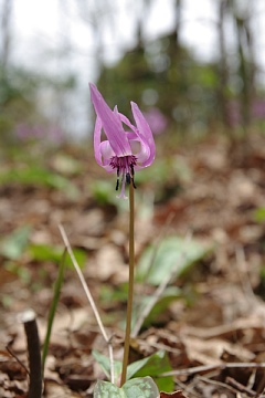 photo-100430-5