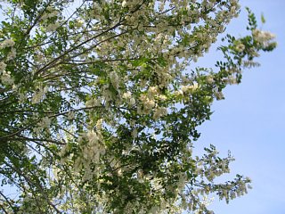 photo-100515-4