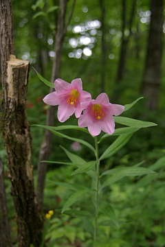 photo-100605-1