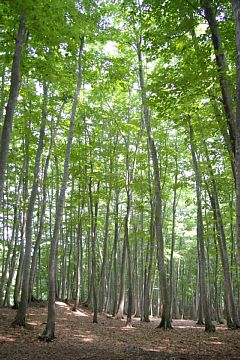 photo-100620-3