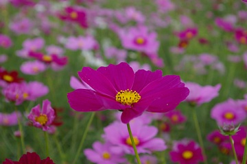 photo-20101017-3