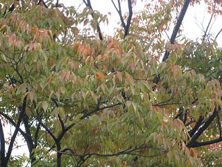 photo-20101030-1