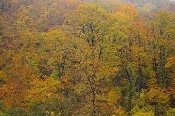 photo-20101103-1