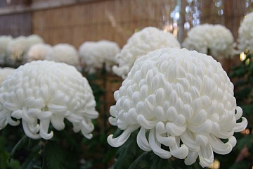 photo-20101120-3