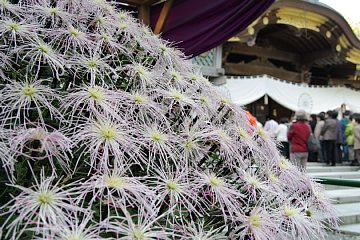 photo-20101120-6