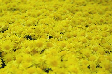 photo-20101120-8