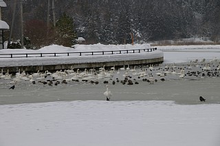 photo20110130-2