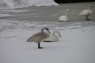 photo20110130-3