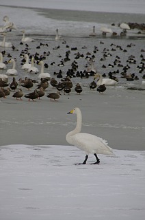 photo20110130-4