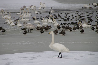 photo20110130-5