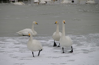 photo20110130-6