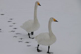 photo20110130-7