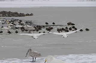 photo20110130-8