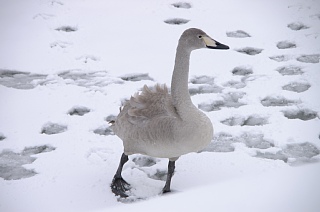 photo20110130-9