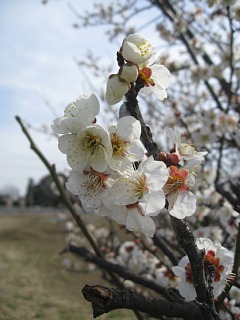 photo20110307-9