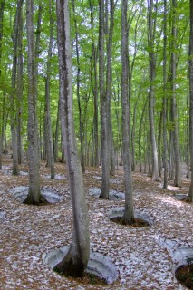 photo-20110505-1