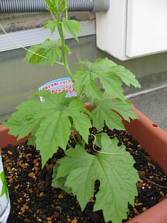 photo-20110524-1