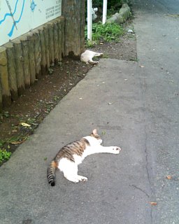 photo-20110701-2