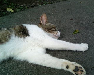photo-20110701-3