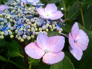 photo-20110701-4