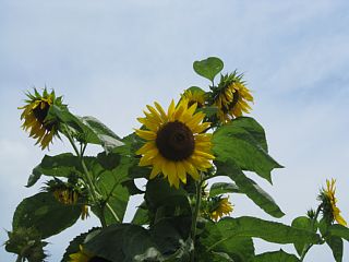 photo-20110806-2