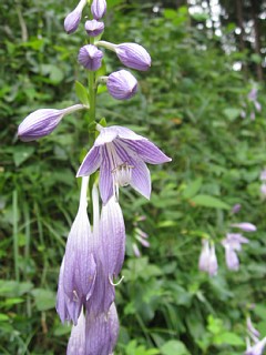 photo-20110824-4