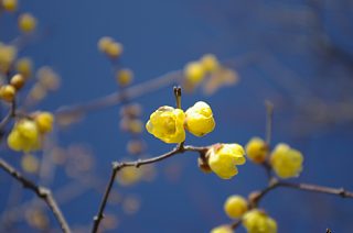 photo-20120129-5