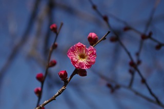 photo-20120129-7