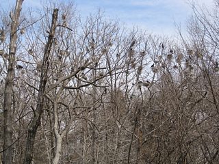 photo-20120205-4